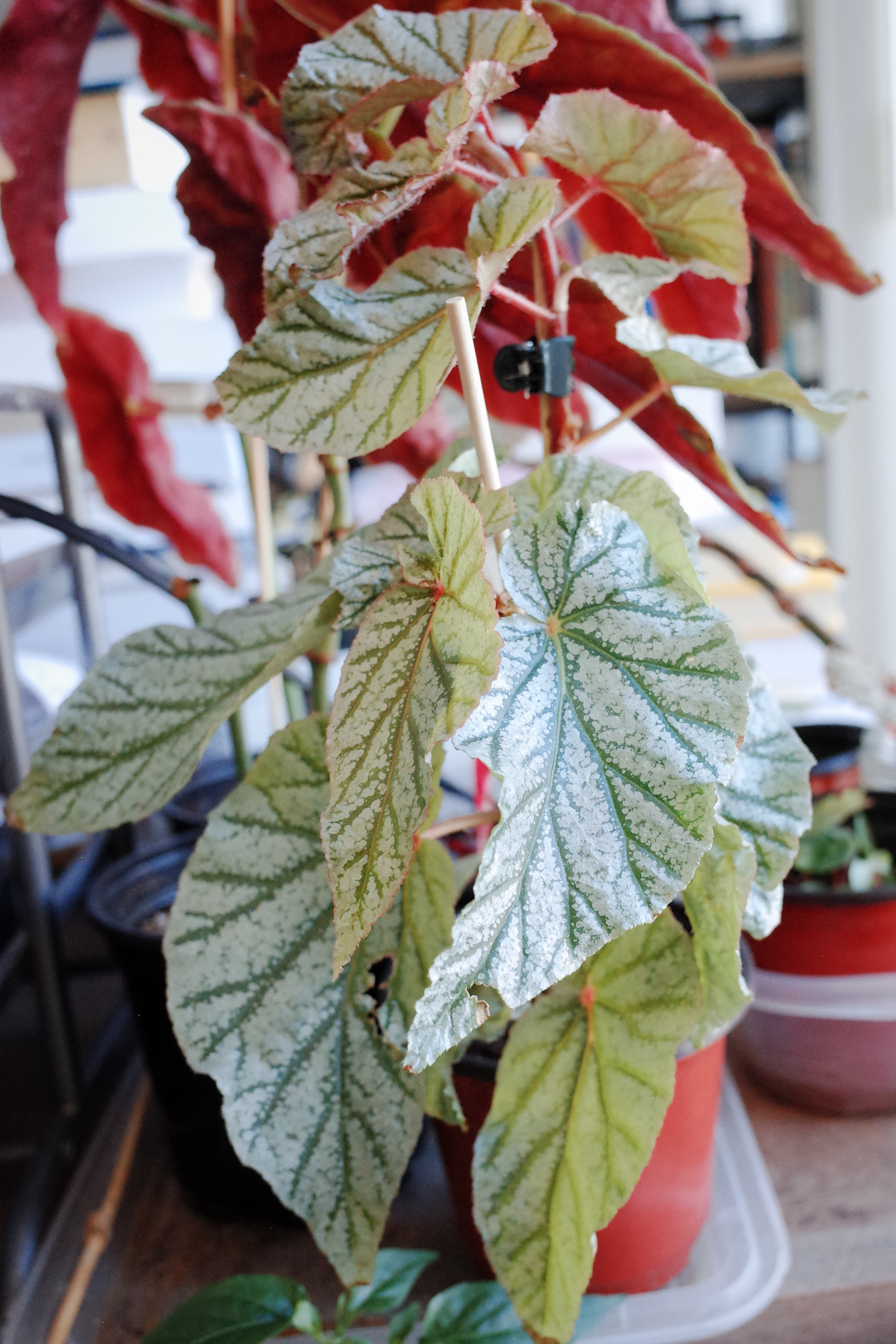 Begonia 'Frosty'